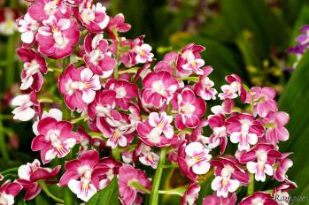 エビネ 蘭裕園 Ranyuen