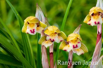 春蘭 蘭裕園 Ranyuen