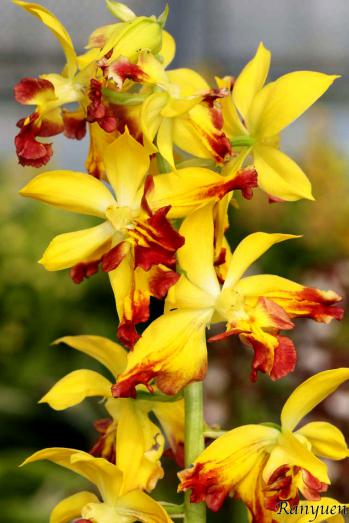 エビネ 蘭裕園 Ranyuen