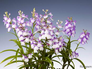 アワチドリ・夢ちどり 蘭裕園 Ranyuen