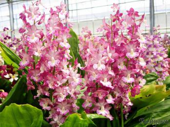 エビネ 蘭裕園 Ranyuen