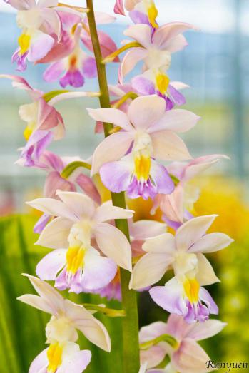 エビネ 蘭裕園 Ranyuen