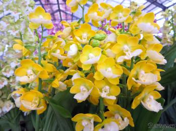 エビネ 蘭裕園 Ranyuen