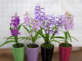 蘭裕園スタイル 蘭裕園 Ranyuen