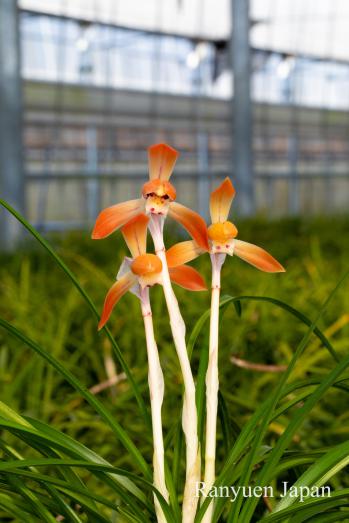 春蘭 蘭裕園 Ranyuen