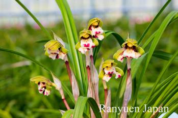 春蘭 蘭裕園 Ranyuen