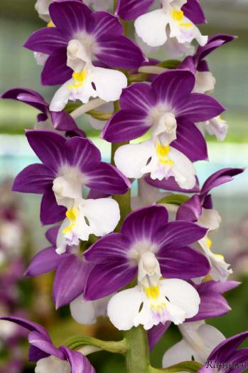 エビネ 蘭裕園 Ranyuen