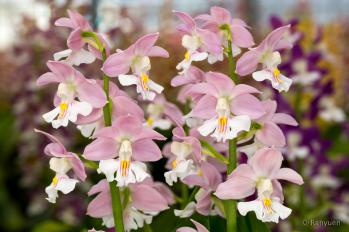 エビネ 蘭裕園 Ranyuen