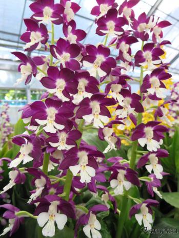 エビネ 蘭裕園 Ranyuen