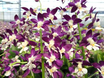 エビネ 蘭裕園 Ranyuen