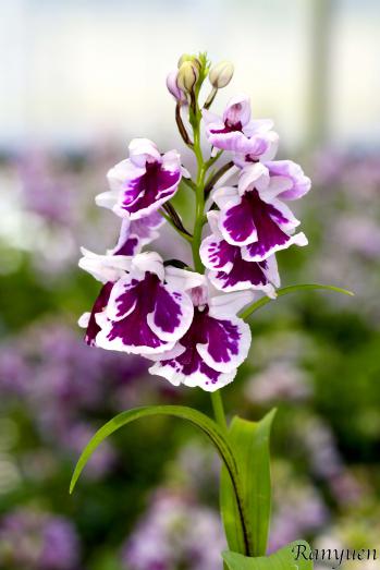アワチドリ・夢ちどり 蘭裕園 Ranyuen