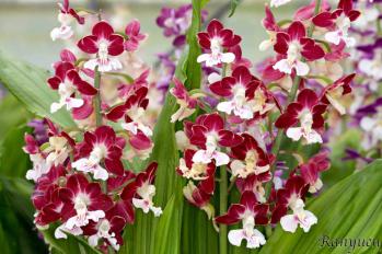 エビネ 蘭裕園 Ranyuen