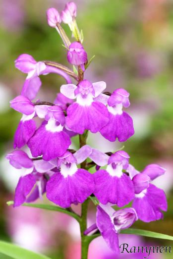 アワチドリ・夢ちどり 蘭裕園 Ranyuen