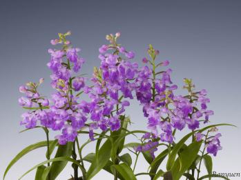 アワチドリ・夢ちどり 蘭裕園 Ranyuen