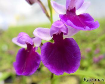 アワチドリ・夢ちどり 蘭裕園 Ranyuen