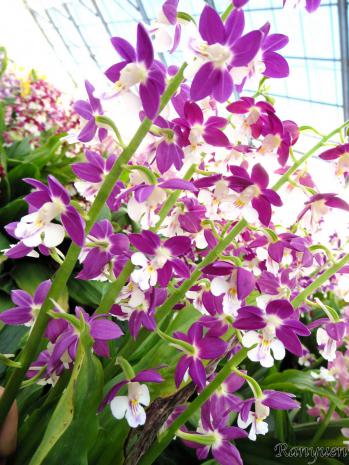 エビネ 蘭裕園 Ranyuen