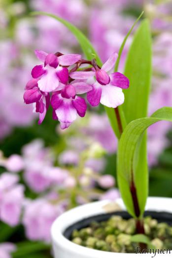 アワチドリ・夢ちどり 蘭裕園 Ranyuen