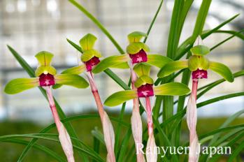 春蘭 蘭裕園 Ranyuen