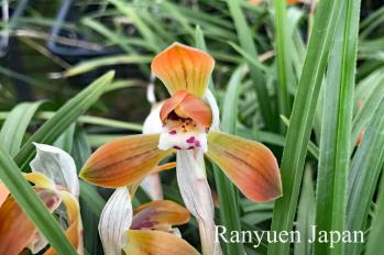 春蘭 蘭裕園 Ranyuen