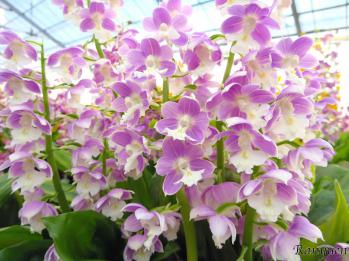 エビネ 蘭裕園 Ranyuen