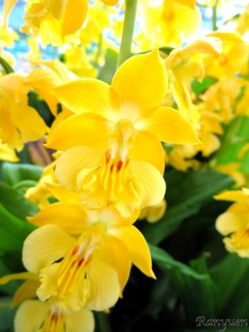 エビネ 蘭裕園 Ranyuen