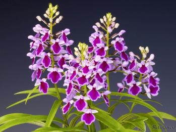 アワチドリ・夢ちどり 蘭裕園 Ranyuen