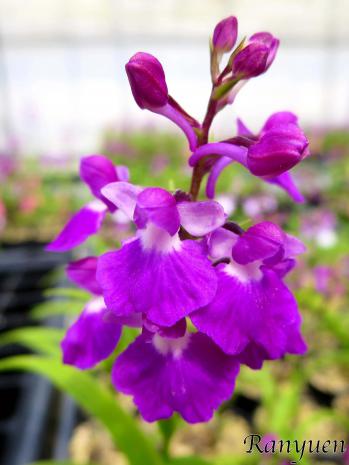 アワチドリ・夢ちどり 蘭裕園 Ranyuen