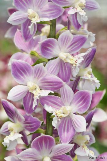 エビネ 蘭裕園 Ranyuen