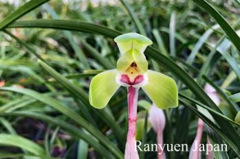 春蘭 蘭裕園 Ranyuen