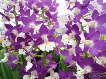 エビネ 蘭裕園 Ranyuen