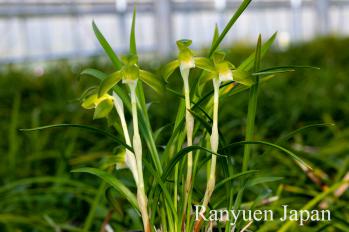 春蘭 蘭裕園 Ranyuen