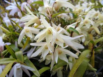 セッコク 蘭裕園 Ranyuen