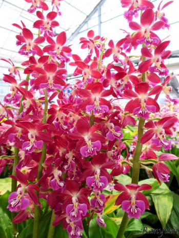 エビネ 蘭裕園 Ranyuen