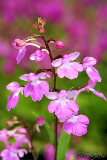アワチドリ・夢ちどり 蘭裕園 Ranyuen