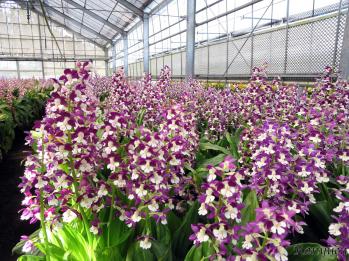 エビネ 蘭裕園 Ranyuen