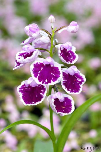 アワチドリ・夢ちどり 蘭裕園 Ranyuen