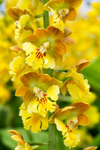 エビネ 蘭裕園 Ranyuen