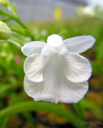 アワチドリ・夢ちどり 蘭裕園 Ranyuen