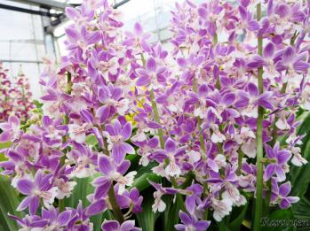 エビネ 蘭裕園 Ranyuen