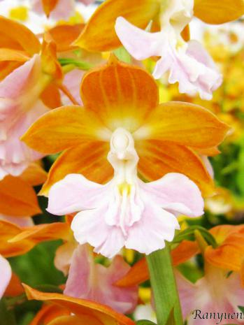 エビネ 蘭裕園 Ranyuen