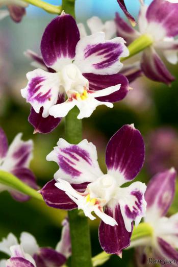 エビネ 蘭裕園 Ranyuen