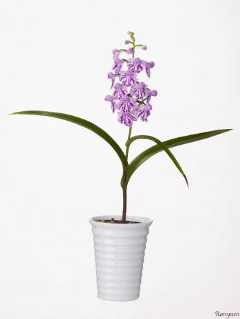 蘭裕園スタイル 蘭裕園 Ranyuen