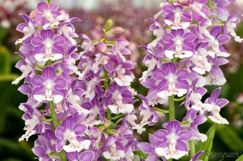 エビネ 蘭裕園 Ranyuen