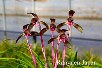 春蘭 蘭裕園 Ranyuen