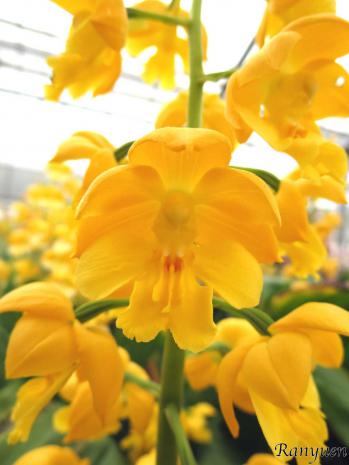 エビネ 蘭裕園 Ranyuen