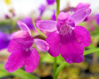 アワチドリ・夢ちどり 蘭裕園 Ranyuen