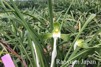 春蘭 蘭裕園 Ranyuen