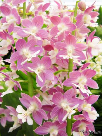 エビネ 蘭裕園 Ranyuen