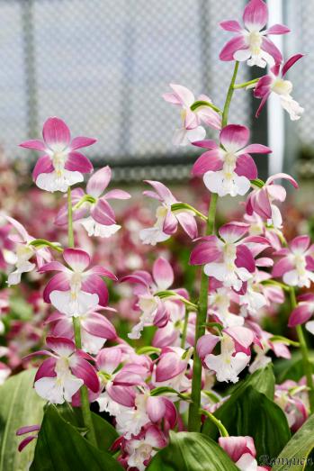 エビネ 蘭裕園 Ranyuen