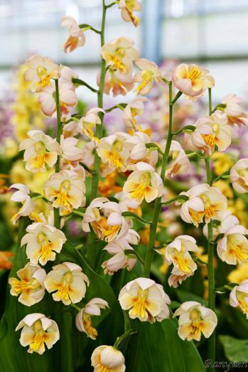 エビネ 蘭裕園 Ranyuen